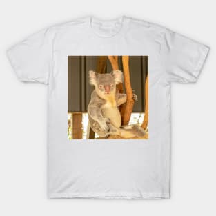 Koala in Australia T-Shirt